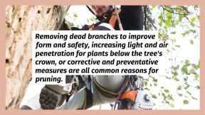 Tree Trimming Services Stafford, VA - Steadfast Tree Care Stafford