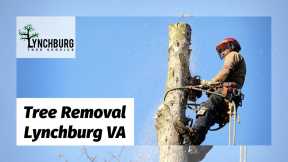 Tree Removal Lynchburg VA - Lynchburg Tree Service 