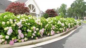 Beautiful and functional hedges in garden landscape design.