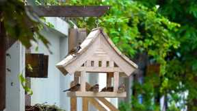 DIY Homemade Wooden Bird Feeder - DIY Woodworking Projects