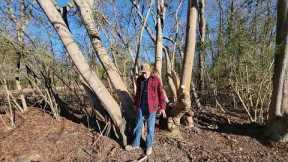 Giant Pine, Cedar and Tung Nut Trees Feb 2023)