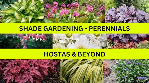 Landscape Design Ideas - Shade Gardening -Hostas & Beyond
