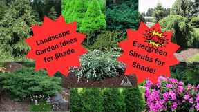 Landscape Garden Ideas-Evergreens for the Shade