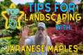 Top 5 Tips For Landscaping With