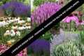 Landscape Garden Design Ideas -Salvia 