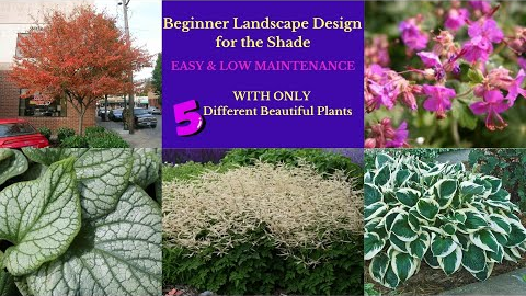 Landscape Design Ideas:  Beginner Shade Garden