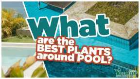 Best Poolside Plants: Create a Stunning Oasis Around Your Pool!