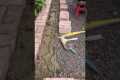 Paving patio with recycled red bricks.