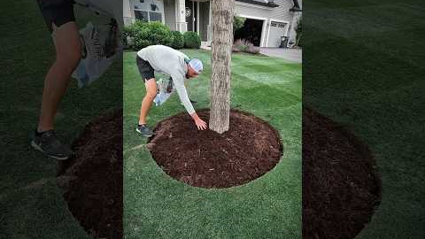 Transform your Tree Rings 🌳 #landscape #landscaping #tree #diy #projects #before #after