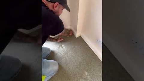 HOW TO REMOVE Old Carpet Like a pro #diy #howto #shorts #carpet
