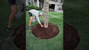Transform your Tree Rings 🌳 #landscape #landscaping #tree #diy #projects #before #after