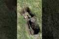 Trenchless Water Line Replacement