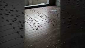 #tile #houserenovation #construction #building #homerenovation #renovation