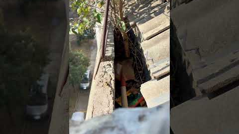 Dangerous ROOF leak fixed by REMOVING this hidden tree 🤔