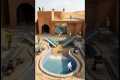 Building a Luxury Oasis: Desert Pool